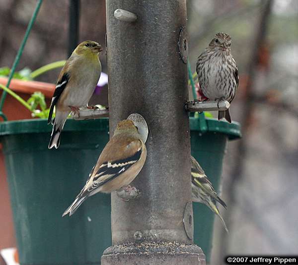 Pine Siskin (Carduelis pinus)