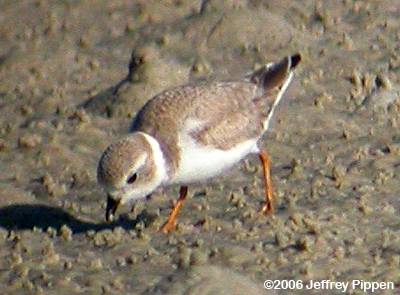 Piping Plover (Charadrius melodus)