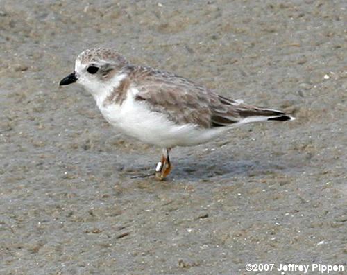 Piping Plover (Charadrius melodus)