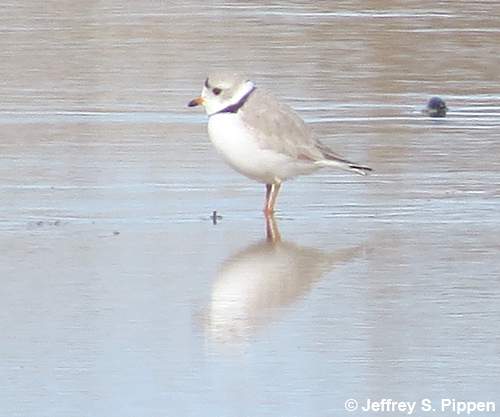 Piping Plover (Charadrius melodus)