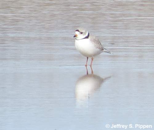 Piping Plover (Charadrius melodus)