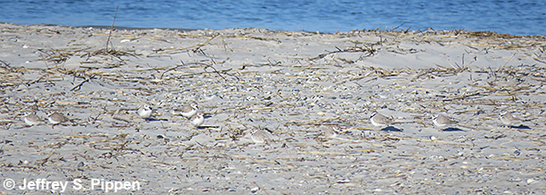 Piping Plover (Charadrius melodus)