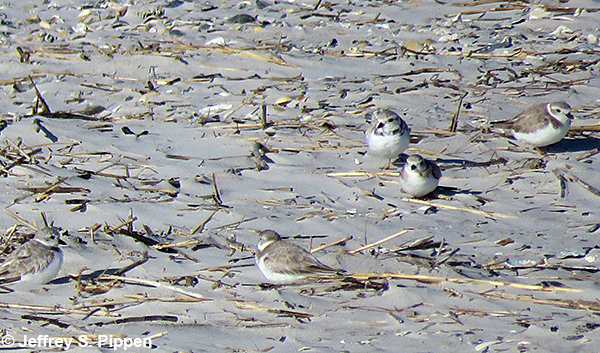 Piping Plover (Charadrius melodus)