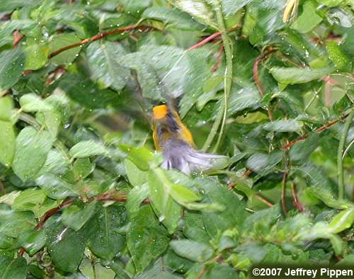 Prothonotary Warbler (Protonotaria citrea)