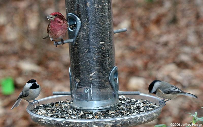 Purple Finch (Carpodacus purpureus)