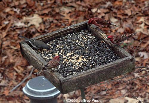 Purple Finch (Carpodacus purpureus)