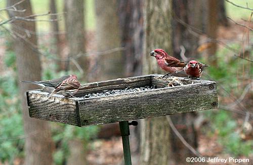 Purple Finch (Carpodacus purpureus)