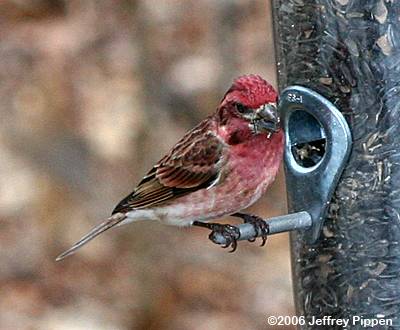 Purple Finch (Carpodacus purpureus)