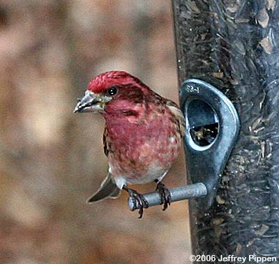 Purple Finch (Carpodacus purpureus)