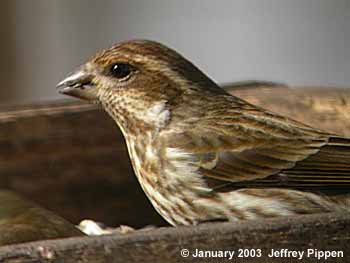 Purple Finch (Carpodacus purpureus)