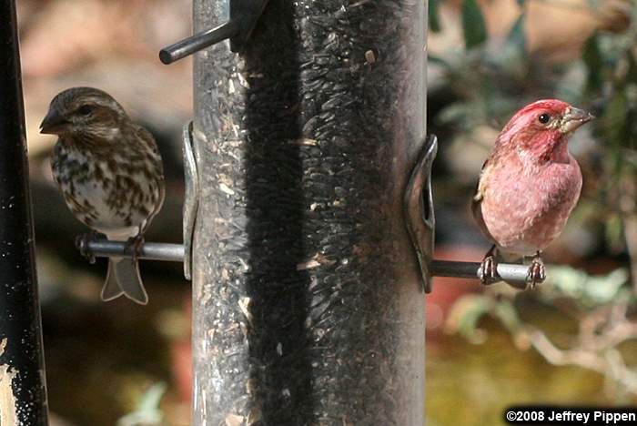 Purple Finch (Carpodacus purpureus)