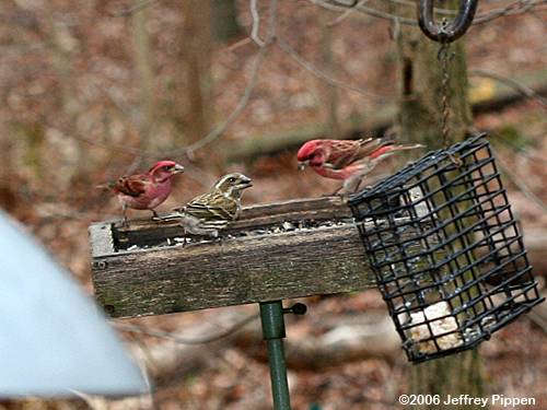 Purple Finch (Carpodacus purpureus)