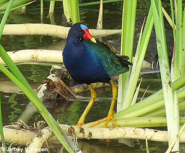 Purple Gallinule (Porphyrio martinicus)