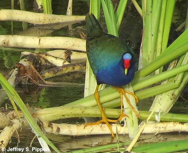 Purple Gallinule (Porphyrio martinicus)