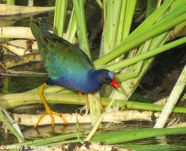 Purple Gallinule (Porphyrio martinicus)