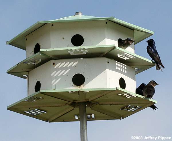 Purple Martin (Progne subis)