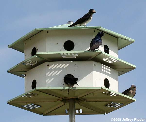 Purple Martin (Progne subis)