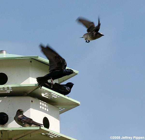 Purple Martin (Progne subis)