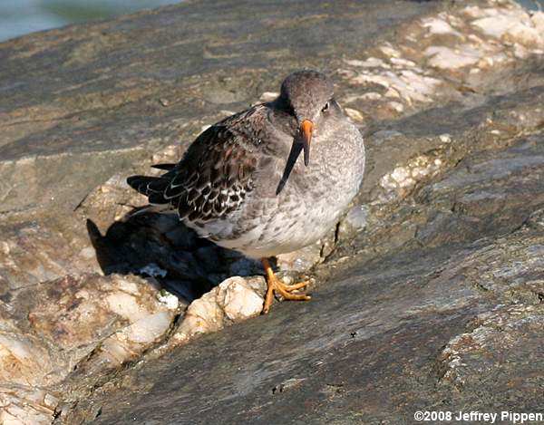 Purple Sandpiper (Calidris maritima)