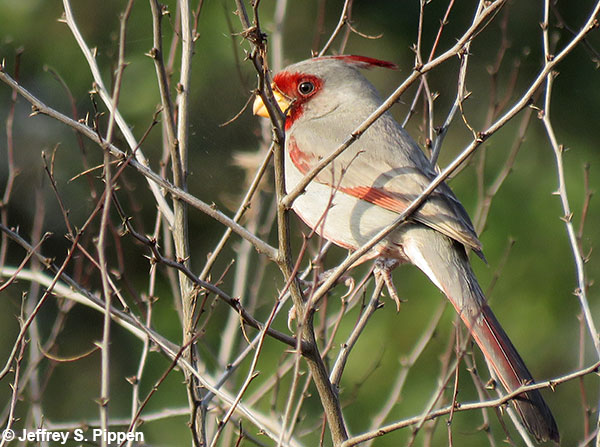 Pyrrhuloxia (Cardinalis sinuatus)
