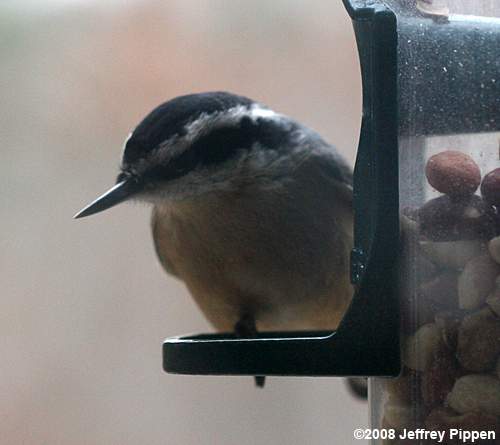 Red-breasted Nuthatch (Sitta canadensis)