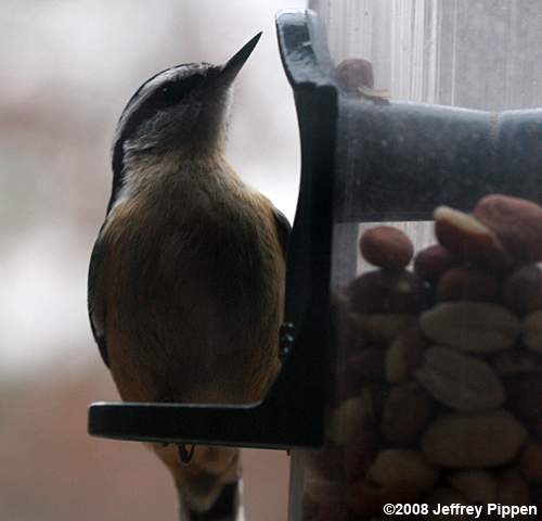 Red-breasted Nuthatch (Sitta canadensis)