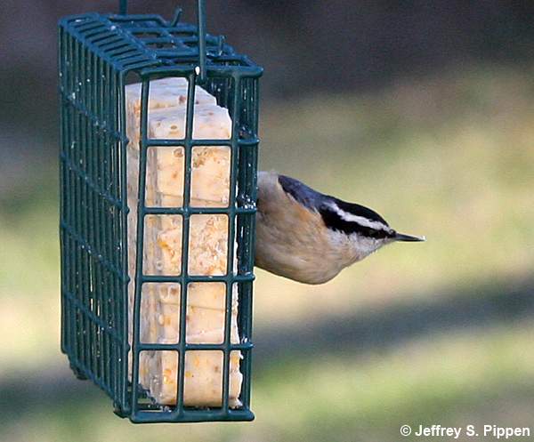 Red-breasted Nuthatch (Sitta canadensis)