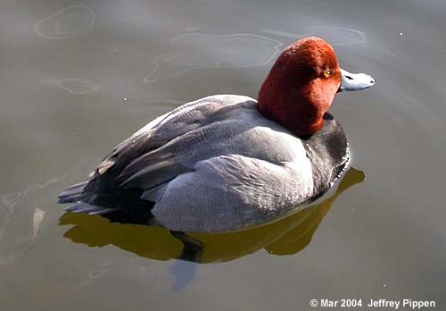 Redhead (Aythya americana)