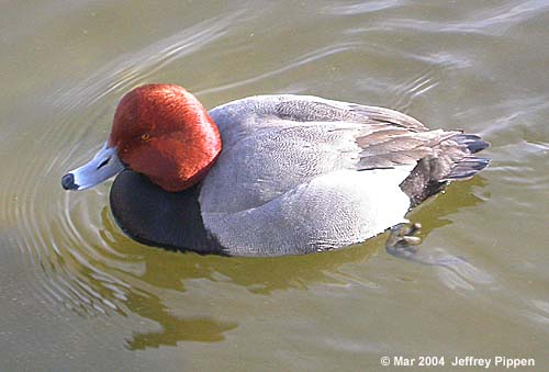 Redhead (Aythya americana)