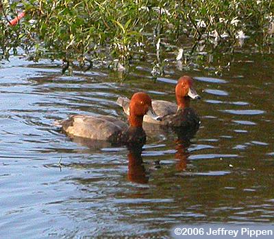 Redhead (Aythya americana)