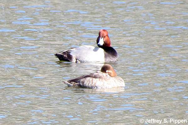 Redhead (Aythya americana)