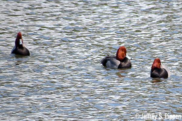 Redhead (Aythya americana)