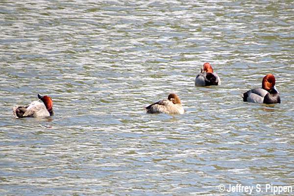 Redhead (Aythya americana)