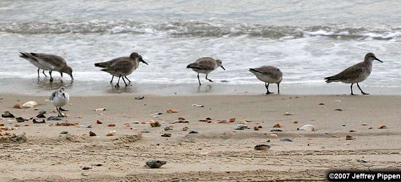 Red Knot (Calidris canutus)