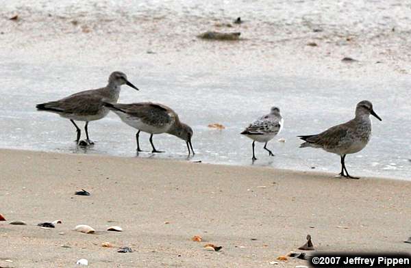 Red Knot (Calidris canutus)