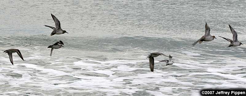Red Knot (Calidris canutus)
