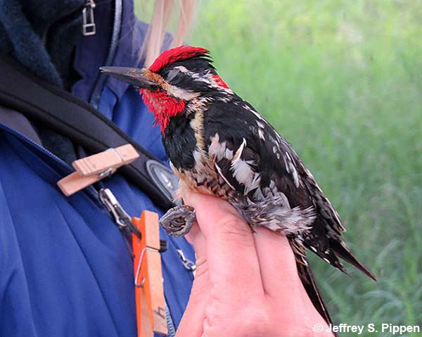Red-naped Sapsucker (Sphyrapicus nuchalis)