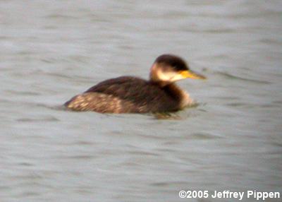 Red-necked Grebe (Podiceps grisegena)