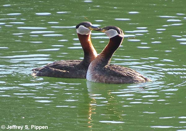 Red-necked Grebe (Podiceps grisegena)