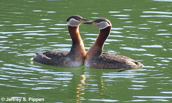 Red-necked Grebe (Podiceps grisegena)