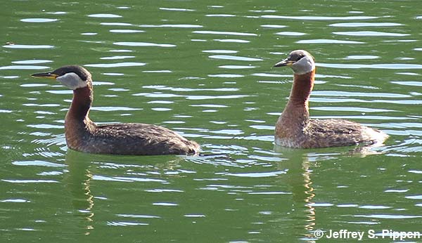Red-necked Grebe (Podiceps grisegena)