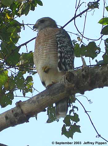 Red-shouldered Hawk