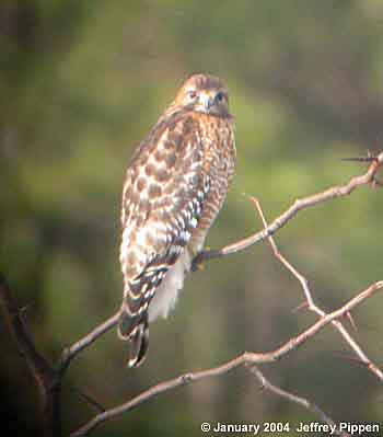 Red-shouldered Hawk
