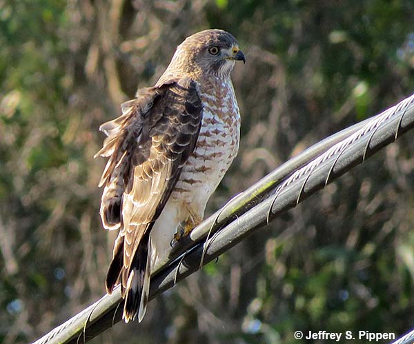 Red-shouldered Hawk (Buteo lineatus)
