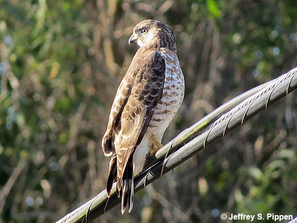 Red-shouldered Hawk (Buteo lineatus)