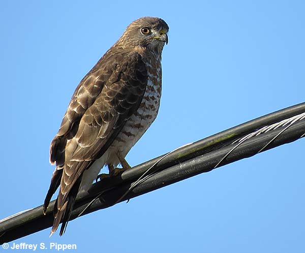 Red-shouldered Hawk (Buteo lineatus)