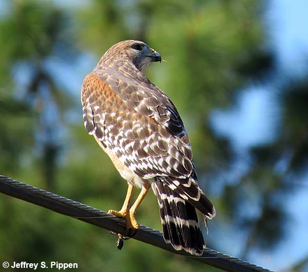 Red-shouldered Hawk (Buteo lineatus)