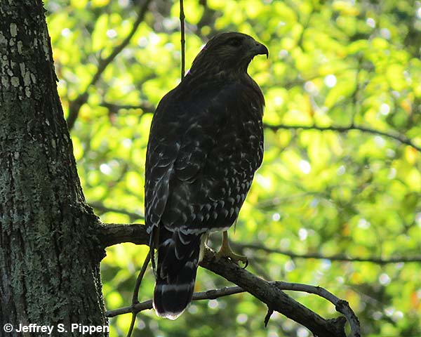 Red-shouldered Hawk (Buteo lineatus)