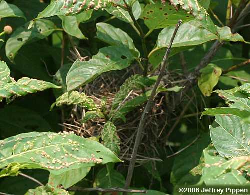 Red-winged Blackbird (Agelaius phoeniceus)