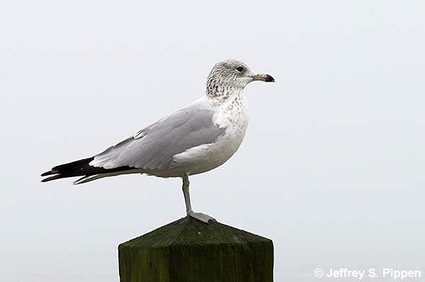 Ring-billed Gull (Larus delawarensis)